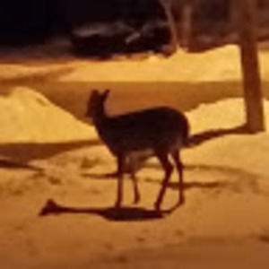 Meet your Posher, Carrie